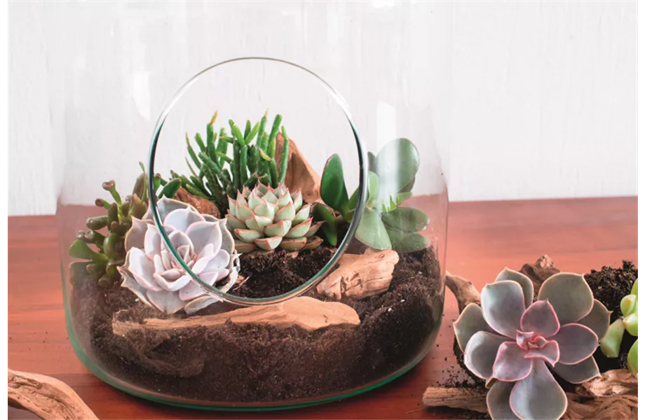 DIY-Tipp Oktober: Sukkulenten-Terrarien