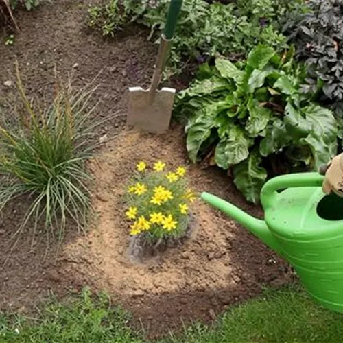 Mädchenauge - Einpflanzen im Garten