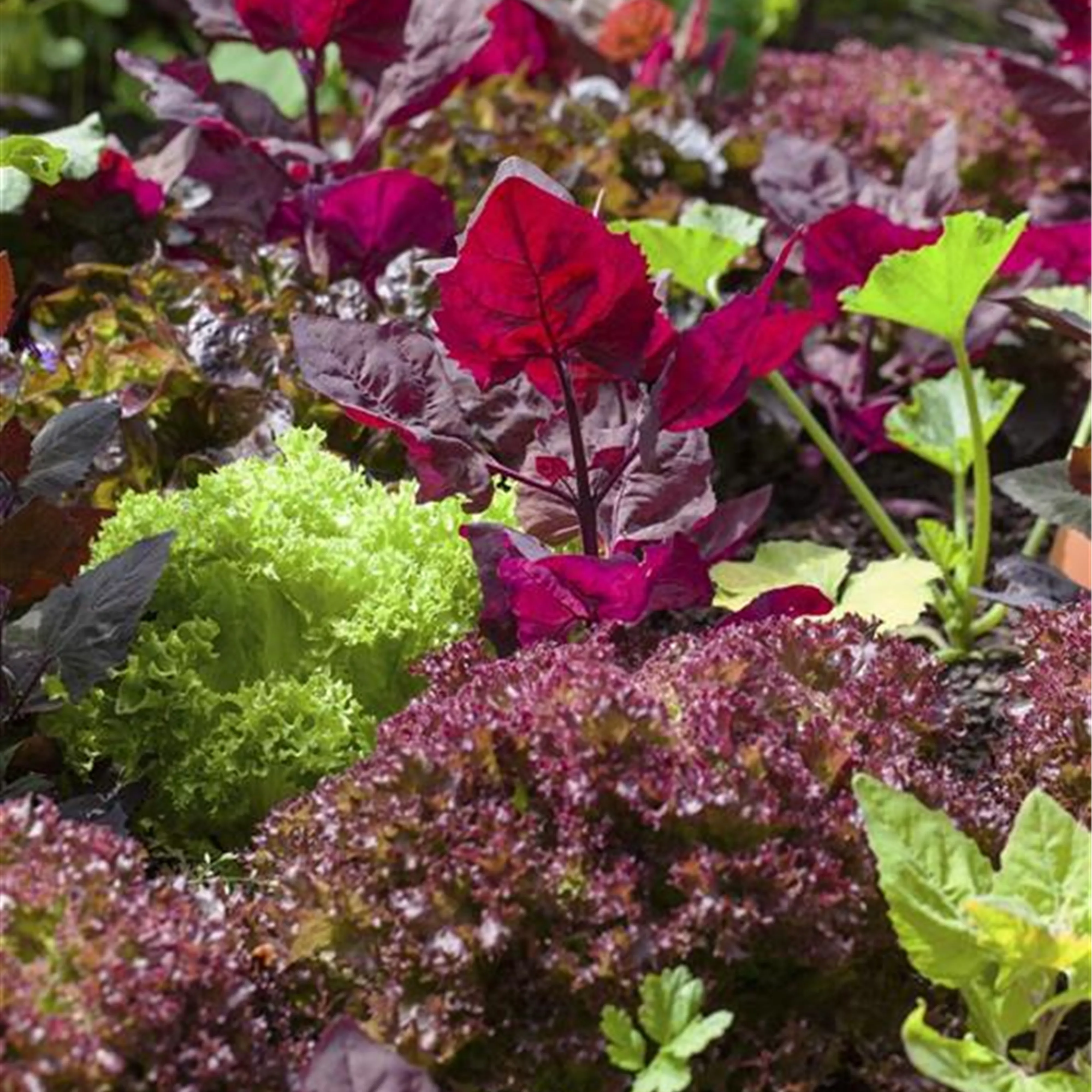 Frisches Gemüse aus dem Garten