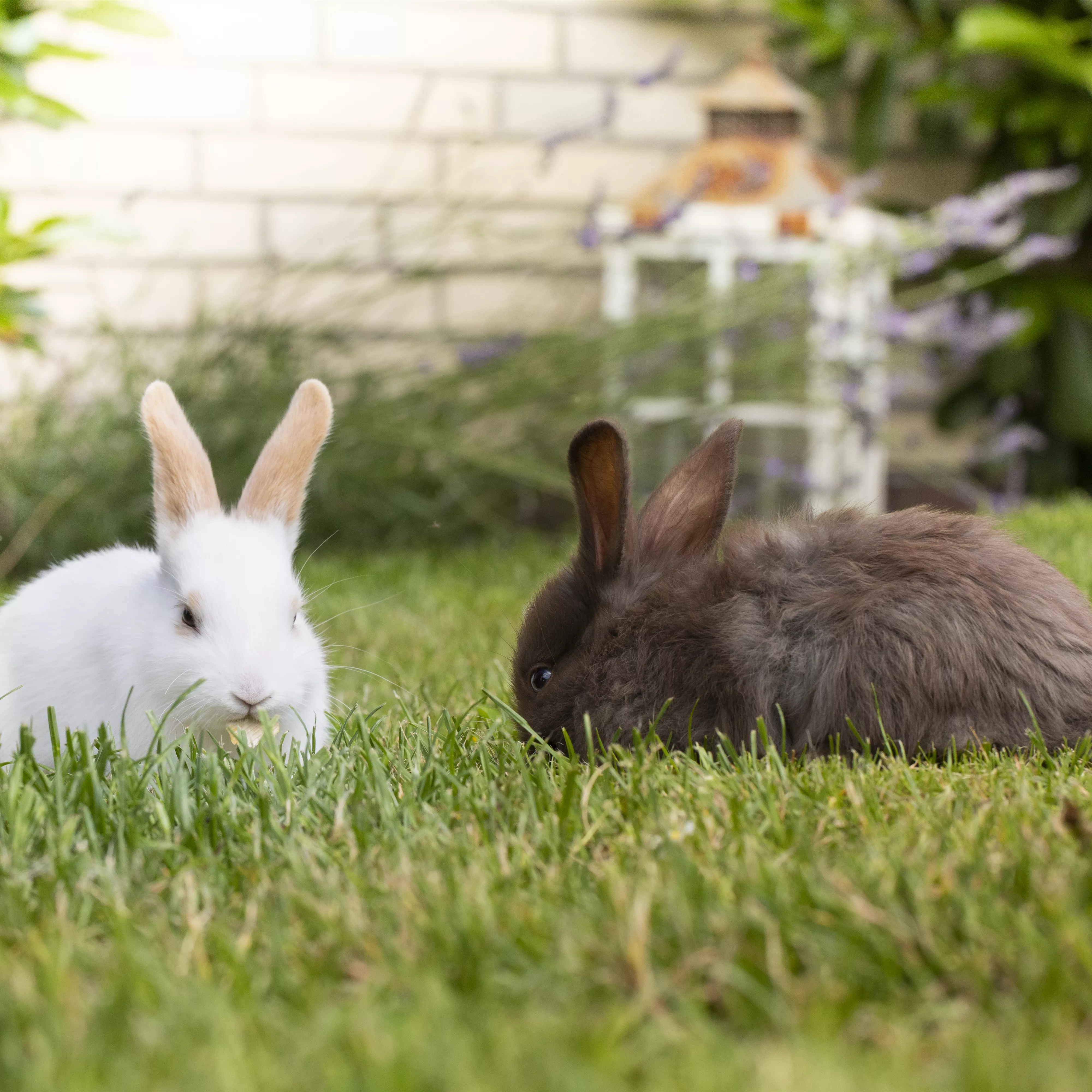 Lebensraum für Kaninchen und Co.